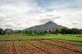 arunachala photograph