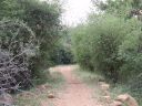 Girivalam-innerpath32